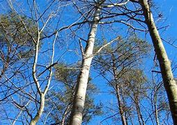 Image result for Aspen Tree Forest Silhouette