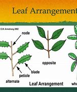 Image result for Leaf Arrangement of Grass