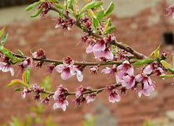 Image result for Peach Colored Flowers