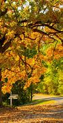 Image result for Oak Tree Species