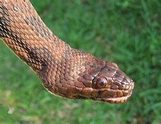 Image result for Brown Water Snake