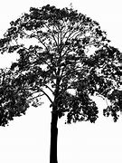 Image result for Pretty Tree Silhouette