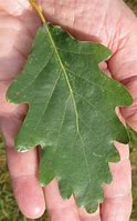 Image result for Lobed Leaves