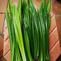 Image result for What Is Pandan