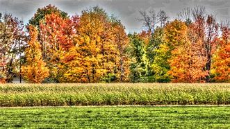 Image result for Fall Foliage in Delaware Park Buffalo NY