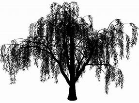 Image result for Willow Tree Clip Art Colorful