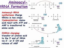 Image result for aminoacyl-tRNA