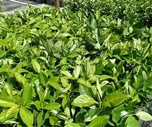 Image result for Mirror Leaf Viburnum