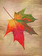 Image result for Single Fall Leaf