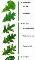 Image result for Various Oak Leaves