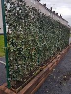 Image result for Green screen Planting Wall