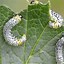 Image result for What's Eating My Plant Leaves