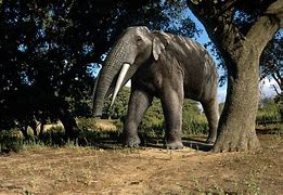 Image result for Prehistoric Elephants