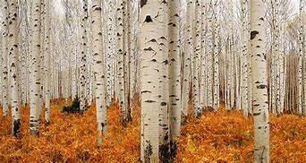 Image result for Aspen Trees Artwork