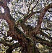 Image result for Types of Oak Trees in Texas