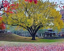 Image result for Elm Tree Ohio