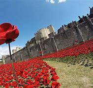 Image result for Red Poppies at the Tower of London