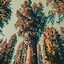 Image result for Sequoia Bonsai Tree