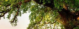 Image result for Oak Tree Header