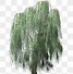 Image result for Willow Tree Design