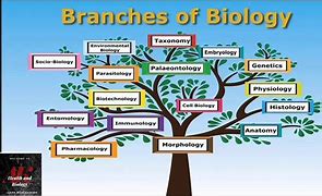 Image result for biology branches science