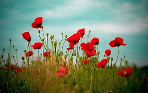 Image result for Beautiful Widescreen Desktop Wallpaper Poppy Flower