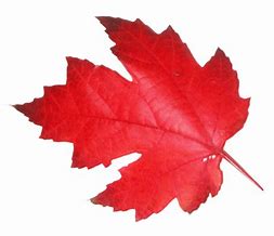 Image result for Maple Leaf with Circle Greeen