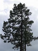 Image result for Basic Pine Tree Silhouette Clip Art