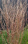 Image result for Willow Flower