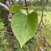 Image result for Birch Leaves Cut Out