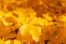 Image result for Yellow Leaves Border Fall