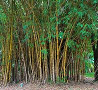 Image result for Bamboo Tree Plant