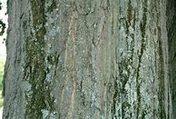 Image result for Red Oak Wood and Leaf