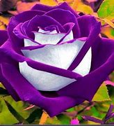 Image result for Bright Colored Roses