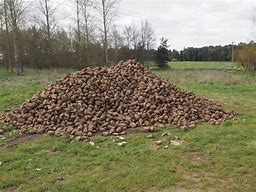 Image result for Fodder for Cattle Feed