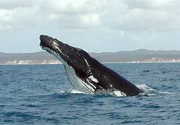 Image result for Great Humpback Whale