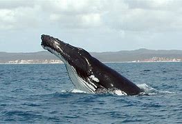 Image result for Humpback Whale National Geographic