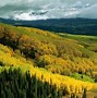 Image result for Aspen Grove Phone Wallpaper