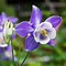 Image result for Columbine Yellpw