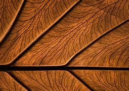 Image result for Brown Leaves Background