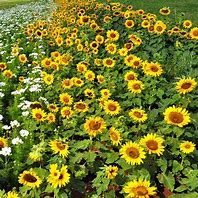 Image result for Dwarf Sunflower Plants