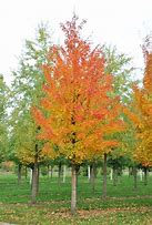 Image result for Acer Saccharinum Leaf