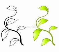 Image result for Vine Leaves Drawing