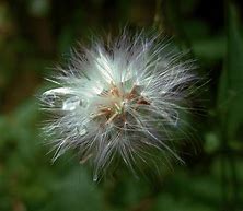 Image result for Branch with Leaves Jpg