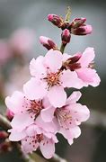 Image result for Cherry Blossoms with Cherries