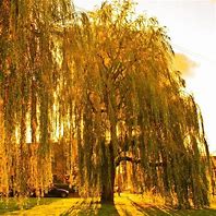 Image result for Golden Weeping Willow Tree Salix Chrysocoma