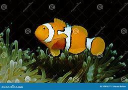 Image result for Nemo Home