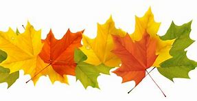 Image result for Fall Leaves Background