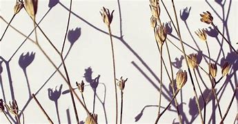 Image result for Brown Flowers in Japan