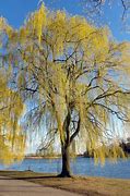 Image result for Weeping Willow Tree in Winter